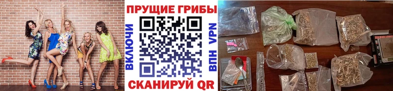 магазин  наркотиков  Серов  Псилоцибиновые грибы Cubensis 